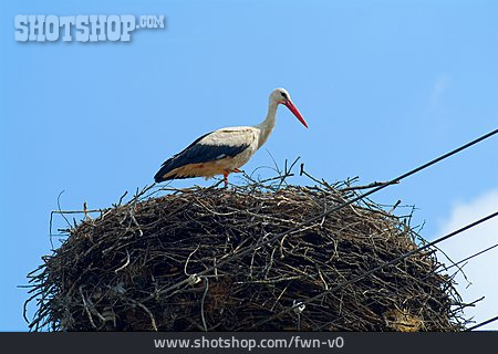 
                Nest, Storch                   