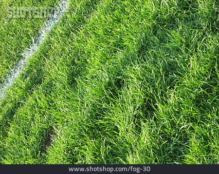 
                Gras, Linie, Fußballrasen                   