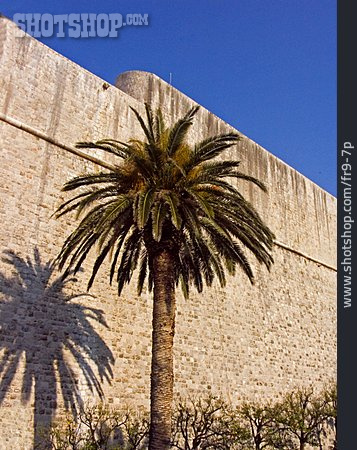 
                Palme, Kroatien, Stadtmauer, Dubrovnik                   