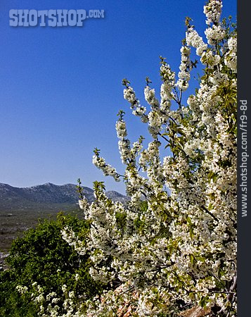 
                Kirschbaum, Blütenmeer                   