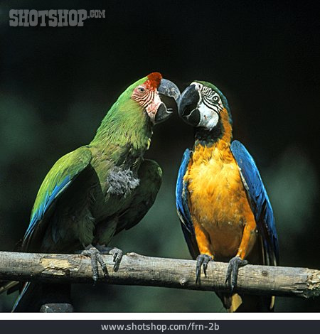 
                Vogel, Papagei                   