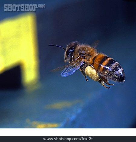 
                Biene, Fliegen, Bienenstock                   