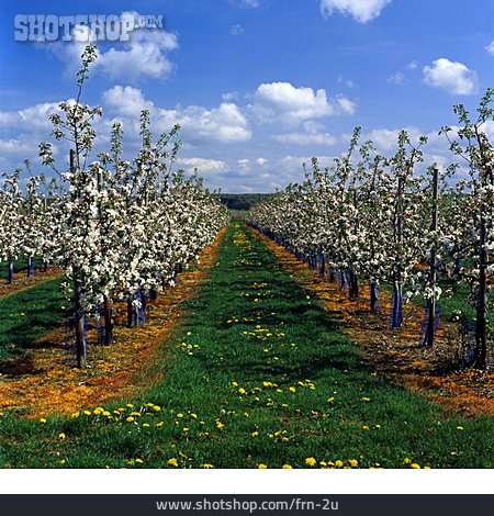 
                Apfelblüte, Apfelbaum, Plantage                   