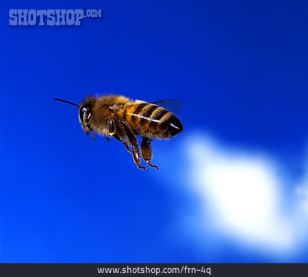 
                Biene, Fliegen                   