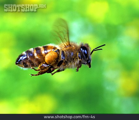 
                Insekt, Biene, Fliegen                   