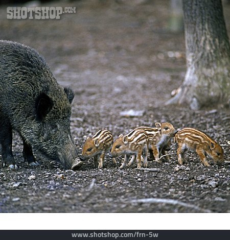 
                Tierfamilie, Wildschweine, Frischlinge                   