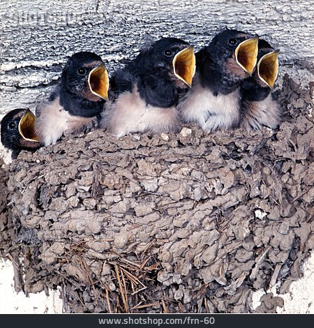 
                Young Animal, Swallow, Barn Swallow, Swallow Nest                   