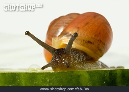 
                Schnecke, Gurkenscheibe                   