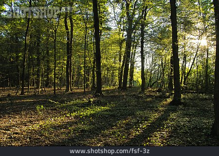 
                Wald, Lichtung, Laubwald                   