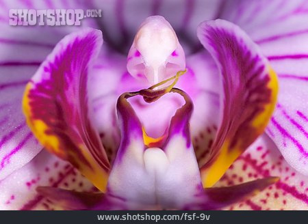 
                Blüte, Makro, Orchidee                   