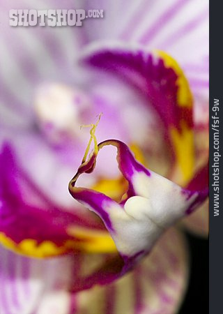 
                Blüte, Makro, Orchidee                   