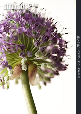 
                Violett, Allium, Zierlauch                   