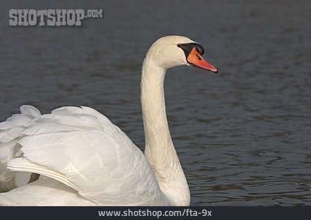 
                Schwan, Höckerschwan                   