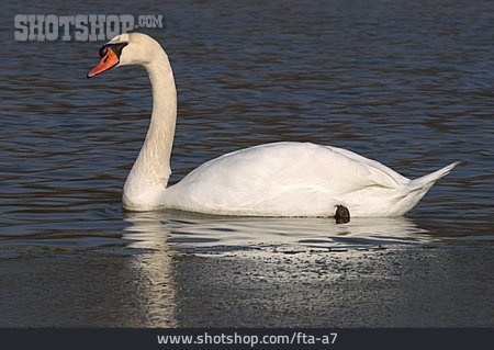 
                Schwan, Höckerschwan                   