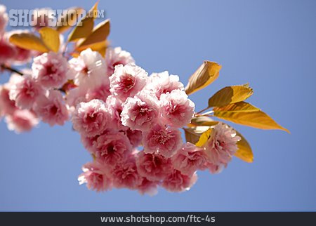 
                Kirschblüte, Zweig                   