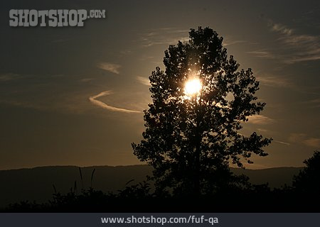 
                Gegenlicht, Sonnenuntergang, Baum                   