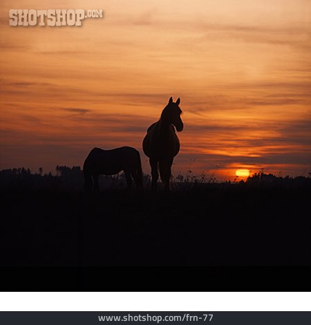 
                Sonnenuntergang, Silhouette, Pferde                   