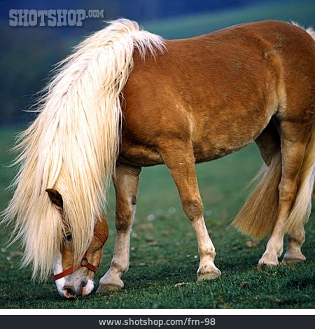 
                Wiese, Pferd, Haflinger                   