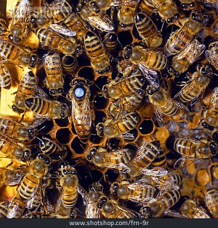
                Biene, Markierung, Bienenstock                   