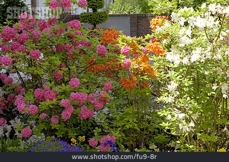 
                Rhododendron, Strauch, Azalee                   