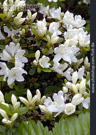 
                Rhododendron, Azalee                   