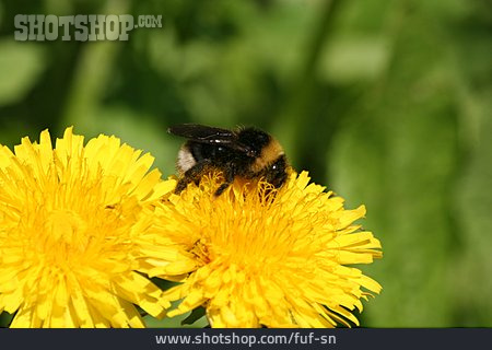 
                Biene, Fleißig                   