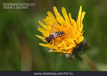 
                Biene, Löwenzahn, Pollen                   