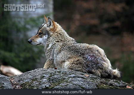 
                Wildtier, Verletzung, Wolf                   