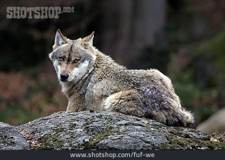 
                Wildtier, Verletzung, Wolf                   
