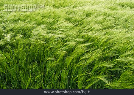 
                Grain, Barley                   