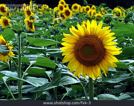 
                Sunflower                   