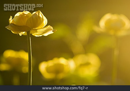 
                Blume, Trollblume                   