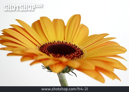 
                Gerbera                   