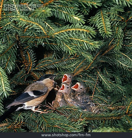 
                Vogel, Nest, Füttern, Vogelnest, Dompfaff                   
