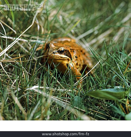 
                Frosch, Grasfrosch                   