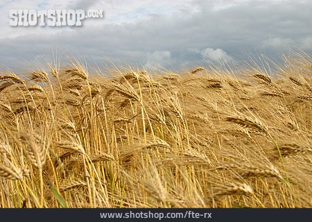 
                Getreide, Reif, Anbau                   