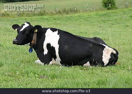 
                Kuh, Holsteinkuh                   