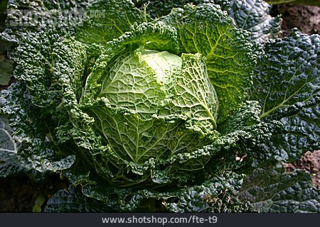 
                Kohl, Wirsing, Kohlkopf                   