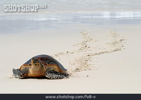 
                Strand, Schildkröte, Meeresschildkröte                   