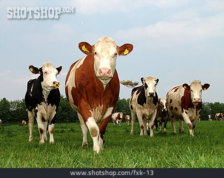 
                Herd, Cow                   