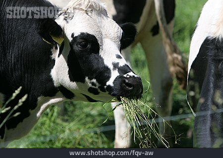 
                Rind, Holstein-rind                   