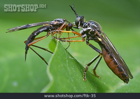 
                Konfrontation & Rivalität, Insekt, Fliege, Raubfliege                   