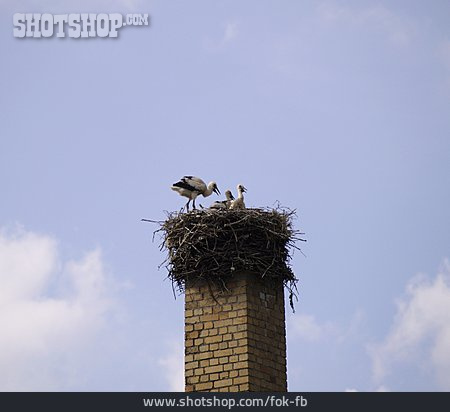 
                Nest, Storchennest                   