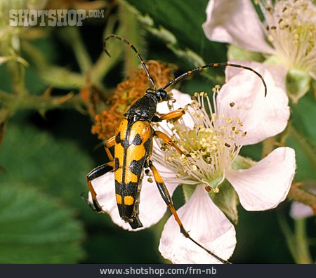 
                Insekt, Käfer, Gefleckter Schmalbock                   