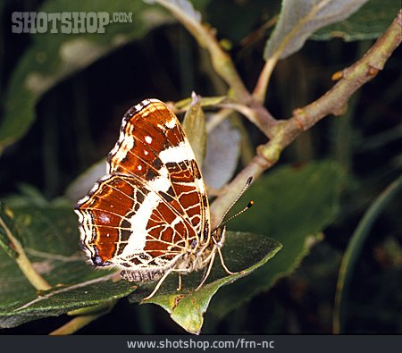 
                Schmetterling, Landkärtchen                   