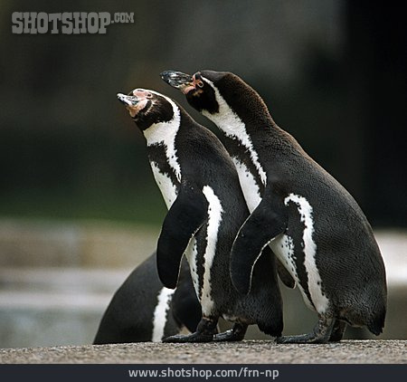 
                Pinguin, Magellanpinguin                   