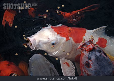 
                Fisch, Koi, Japanischer Karpfen                   