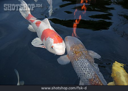 
                Fisch, Koi, Japanischer Karpfen                   