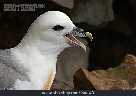 
                Animal Portrait, Seagull                   