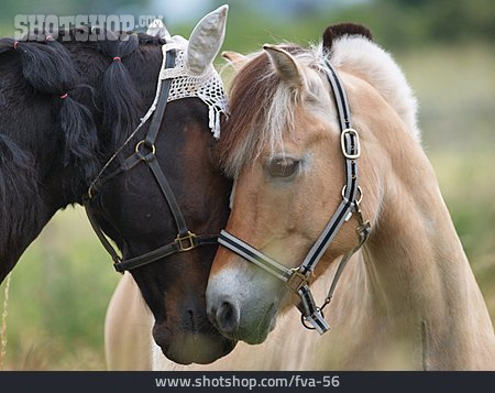 
                Freundschaft, Pferde, Norweger                   